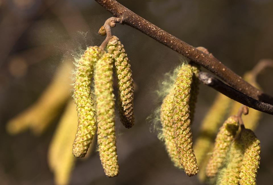 pollen-4845841_960_720.jpg